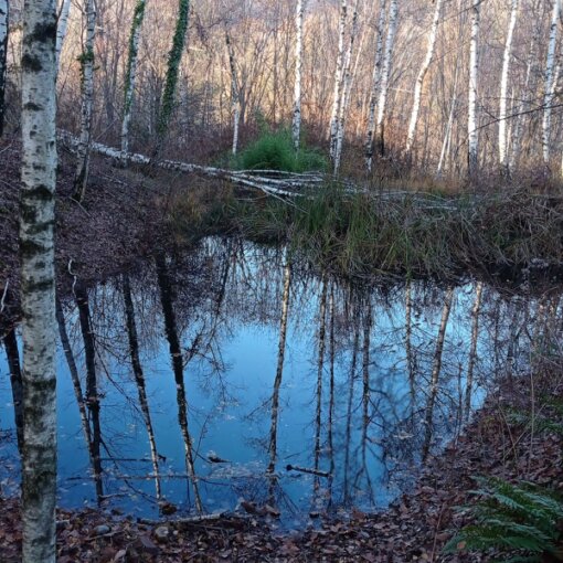 Pond