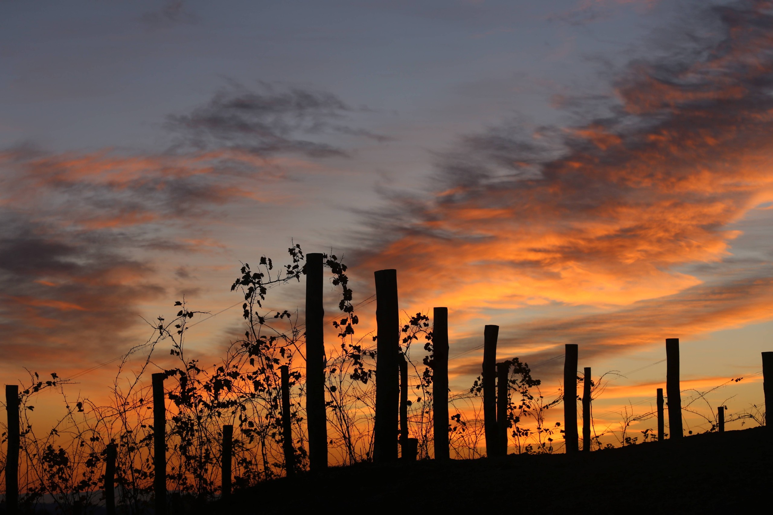 Paesaggio al tramonto con il vigneto di Vigna Cristiana al Podere ai Valloni a Boca nell'Alto-Piemonte