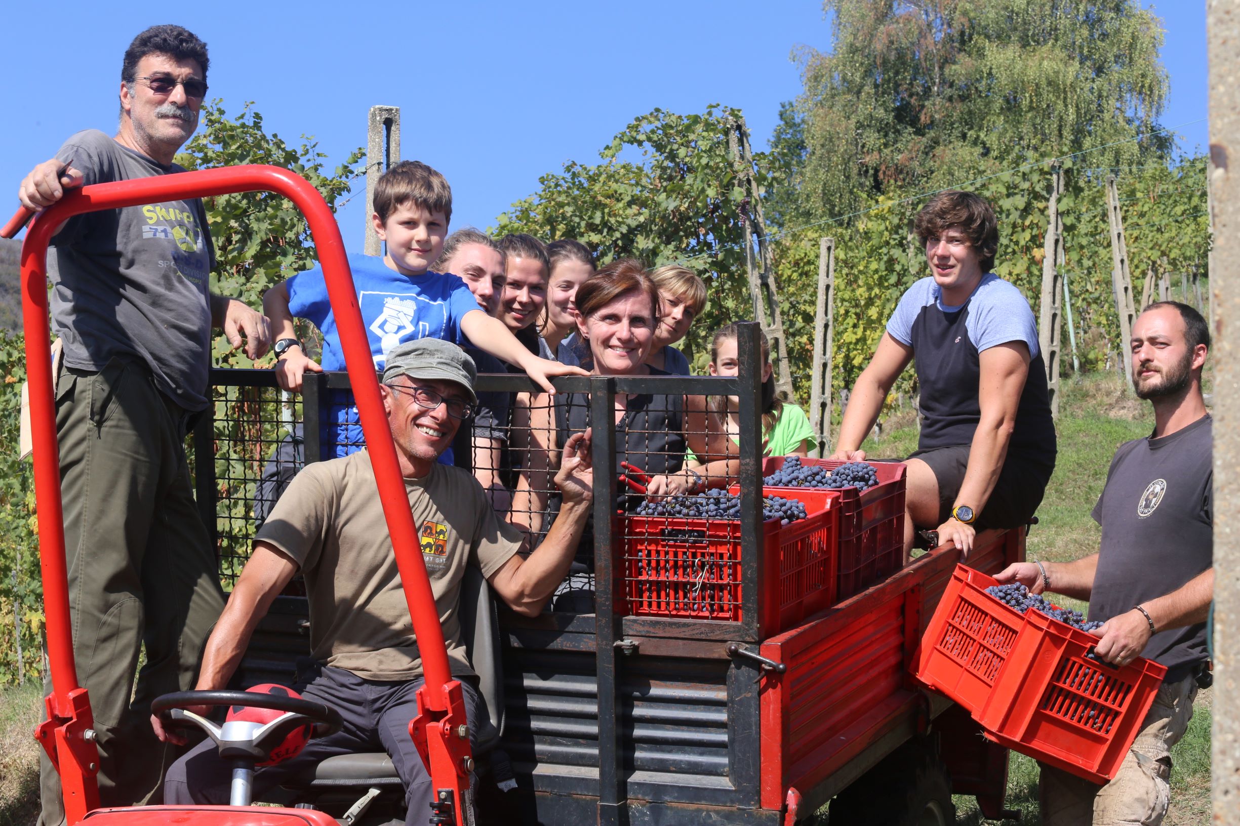 Vendemmia dell'uva  Nebbiolo da agricoltura biologica a Vigna Cristiana al Podere ai Valloni in Boca