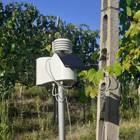 Posizionamento della colonnina meteo nel vigneto del Podere ai Valloni